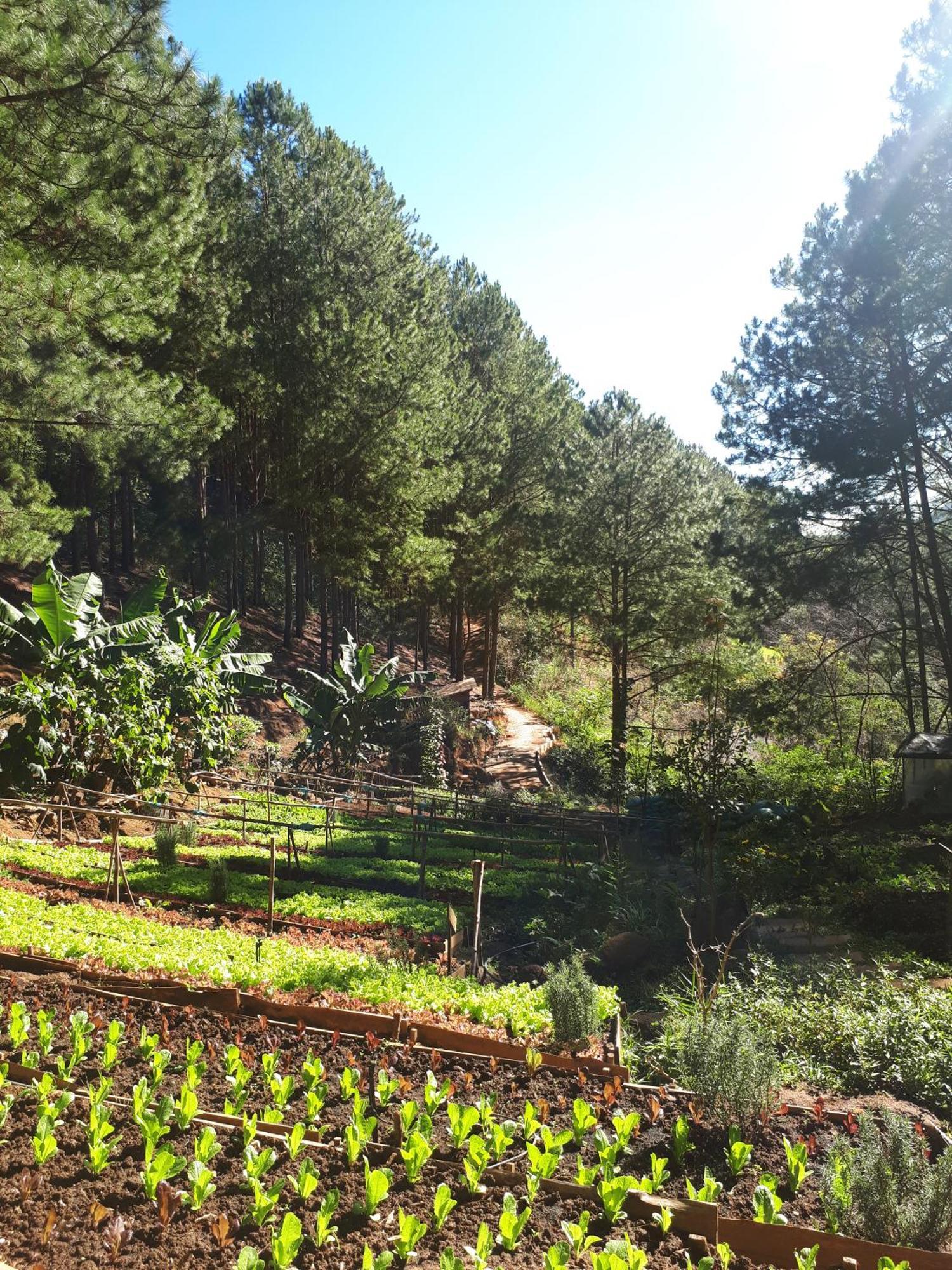 Mo Stay - Forest Resort Dalat Exteriér fotografie